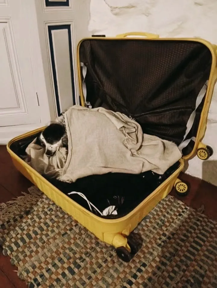 Bobbi curled up in an open suitcase