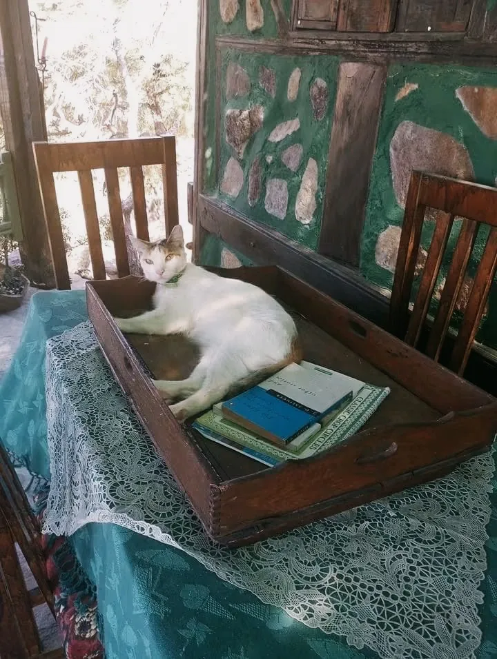 Cleo resting on a table in the house