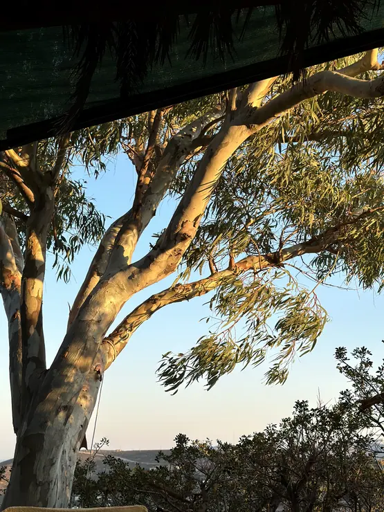 Sunlight through the branches of a garden tree at Eco House Patmos