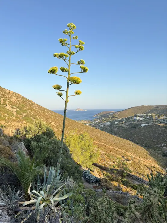 Flowering agave on the hillside with a view of the sea at Eco House Patmos