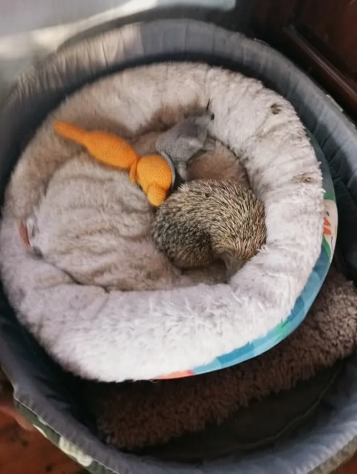 A hedgehog curled up for a rest