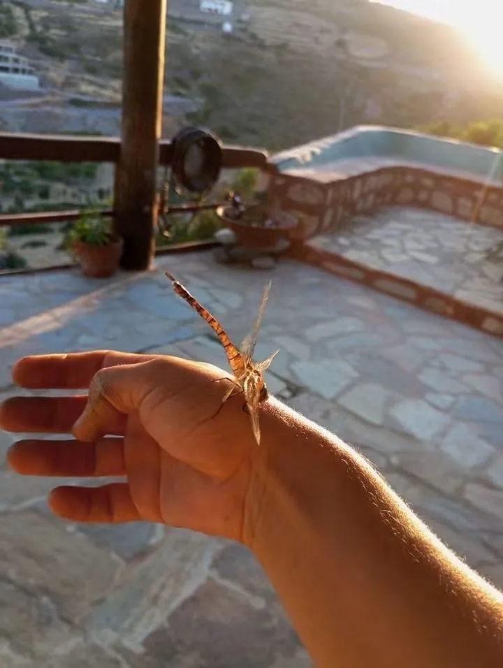 A small lizard visiting the terrace