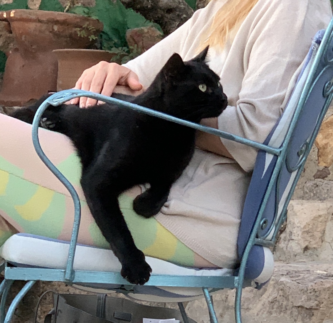 Othello the black cat