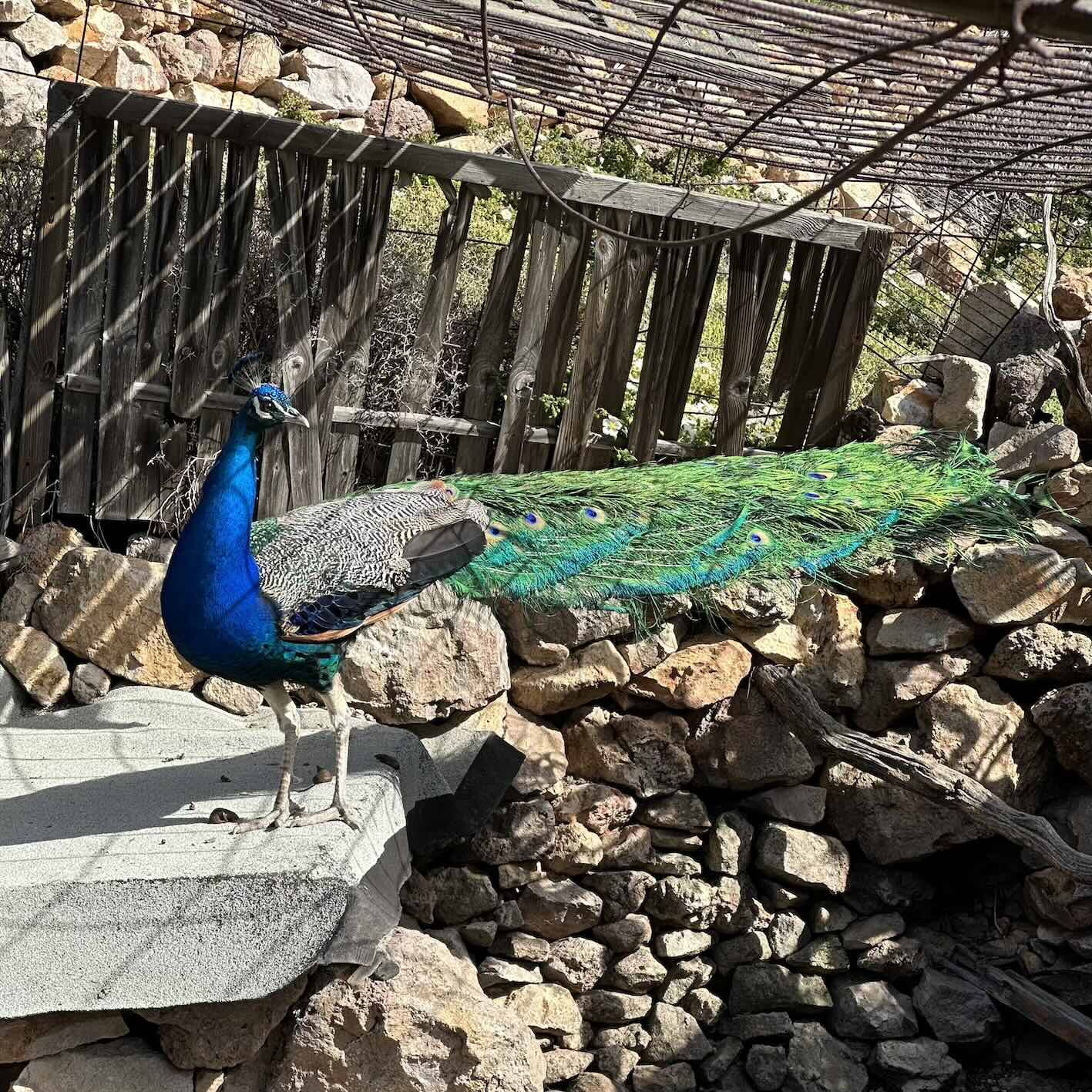 The peacock at Eco House Patmos